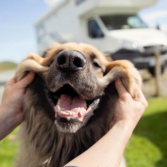 Dog Run for your Fur-Babies at Rocking R's RV Ranch